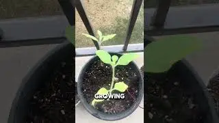 Day 33 of growing flowers #gardening #growingveg #garden