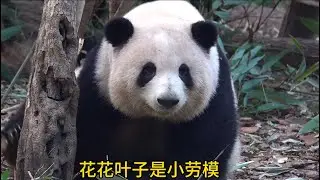 哈哈哈！花花和叶子玩得开心极了😂😂