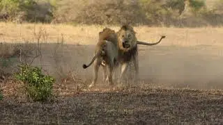 Male lions fighting over territory - Photowildsa