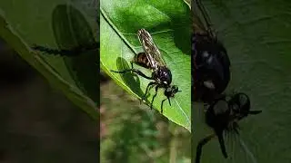 Robber fly (Choerades fimbriata, Choerades femorata)