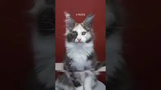 Kitten changing eye colors #furryfritz #catographer #cat #kitten #eyecolorchange #cutecat #mainecoon
