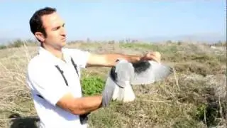 Black shouldered kite, hula Valley