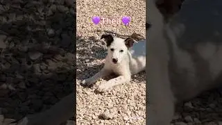 Sweet Thea Is Still Looking For A 4Ever Family | Furry Rescue Italy #shorts #dog #rescue #puppy
