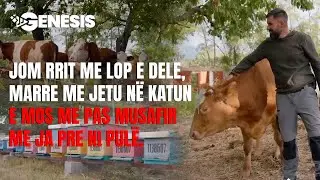 Jom rrit me lop e dele, marre me jetu n&euml; katun e mos me pas musafir me ja pre ni pul&euml;.