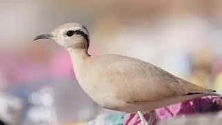 Feeding Cream-colored Courser, Morocco 4K