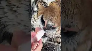 Tiger's Savage Life Advice#short #BigCats #Tiger
