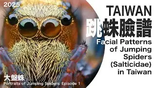跳蛛 Facial Patterns of Jumping Spiders (Salticidae) in Taiwan 台灣跳蛛臉譜  黃頌 影像 音樂 Artinsist  HD 720p