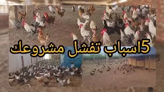 تعرف علي 5 اسباب فشل المشروع 🐔🦃🥚🪺