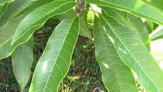 K mag split my mangoes