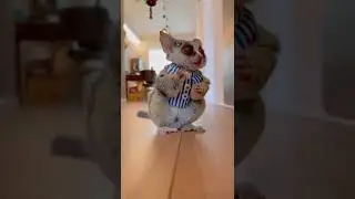 This little cute bushbaby 🥺❤️ #shorts #cute #cutevideos #bushbaby #cutebushbaby #galagos #nagapies
