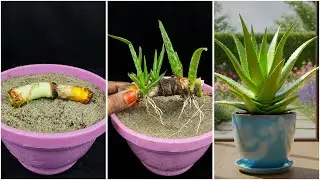 Growing aloe vera plant at home from trunk | 100% Success tips