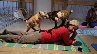Goat Yoga at Good Green Earth Farm Events Barn