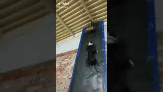 #pitbull #praiter #dogs  #apbt #dogtraining #dogsoft #dogsoft #sportdog #dog
