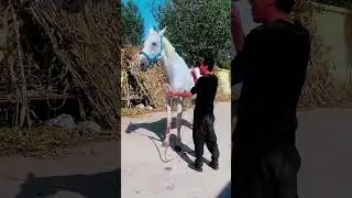 Don't tell me your horse is unstable, that's because you don't pay enough attention to it!