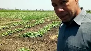 القته او (القثاء) زراعتها وعمليات الخدمة ،توثيق علمي