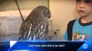 Calm Owl