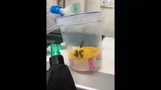 Bee ultrasound 2   SD 480p