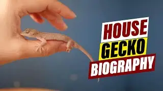 Common House Gecko: Behavior, Habitat, and More