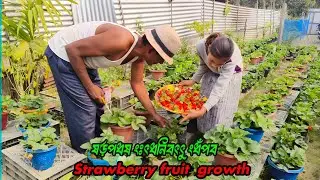 strawberry 🍓 video local strawberry sauce video growth plant