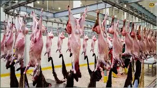 Inside a Modern Goat Processing Factory 🐐 | How Millions of Goats Are Raised for Meat & Milk