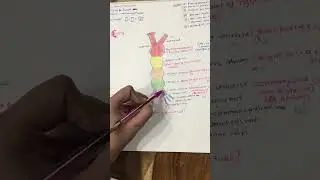 Development of heart ❤️ (Embyrology )
