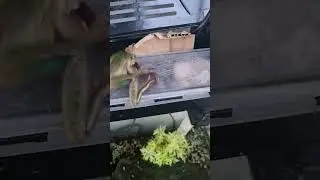 frog eats earthworm