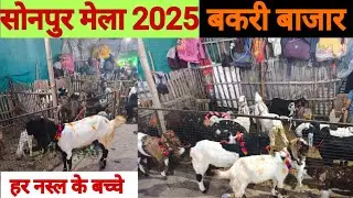 Sonpur Mela Goat Market 2025 | हर नस्ल की बकरी के रेट | Bakri Bazaar Live 2025