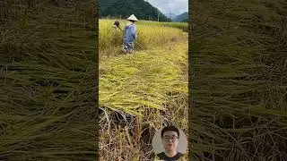Manual Rice Field Harvesting #Farming #DIY #Tools