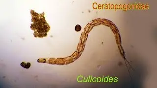 CULICOIDES larvae