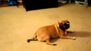 Dog Holds Treat on His Nose