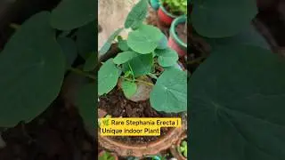 🌿 Stephania Erecta Plant | Unique Bulb Plant 😍 #shorts #ytshortfeed #ytshortstrending