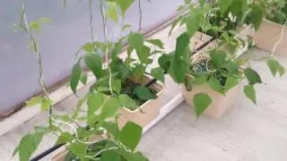 Hydroponic Winter Snap Beans