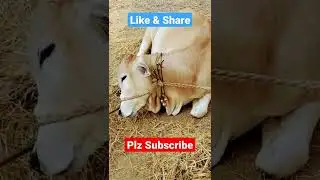 Bull Sleeping