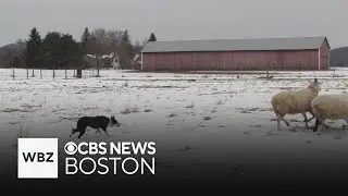Massachusetts farm says sheepdogs 