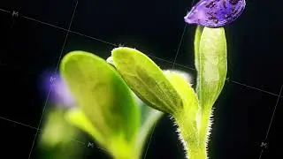 green plants growing time lapse germination new life spring on black background