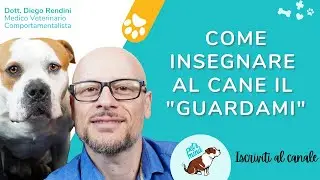 Come insegnare al cane il 
