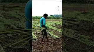Jute Harvesting #shorts