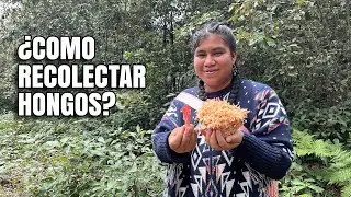 Los hongos comestibles más fáciles de encontrar en los bosques