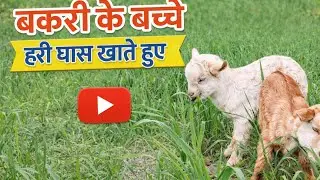 Goat kid 🐐//#goatfarminginbihar#funny#beautifullgoats#allfarming