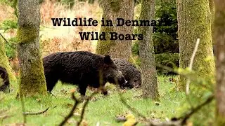 Wildlife in Denmark - Wild boars (Short relaxing video)