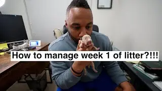 How to manage first week health of your puppies? Litter help / guidance!