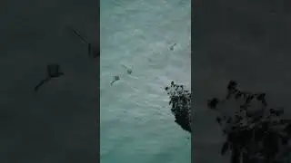 Looking for fish by the drone!👀🐠 #dji  #drone #stingray #seychelles