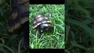 South American Yellow Foot Tortoise Hatchling