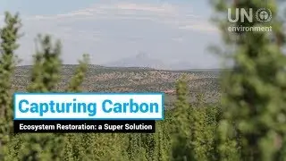 Capturing Carbon - Ecosystem Restoration: a Super Solution
