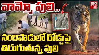 Tiger News | వామ్మో పులి..| Tiger Hulchal in Udayagiri | Tiger in Nandipadu | BIGTV