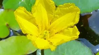 Nymphoides Peltata-Yellow floating heart
