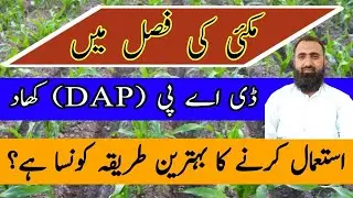 Which is the best method of DAP application in Spring Maize || Bilal Kanju Official