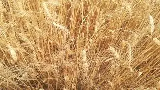 Pest management in wheat..