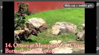 9life cat + reddit gifs: October 21 2015 - Laugh GIFS
