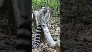 Ring Tail Animal Relaxing Short | Link in The Description #shorts #peaceofmind4k #birds